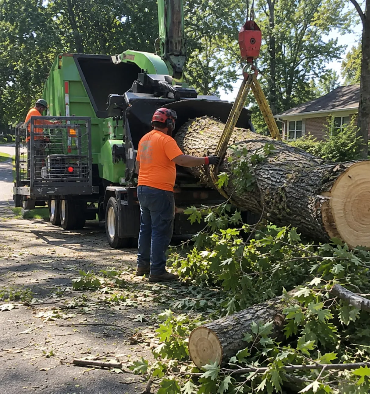 Dangerous Tree Removal in Hamilton