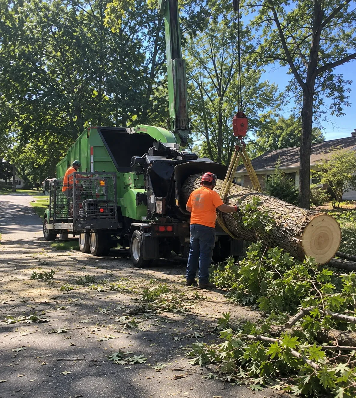 Emergency Tree Removal in Hamilton
