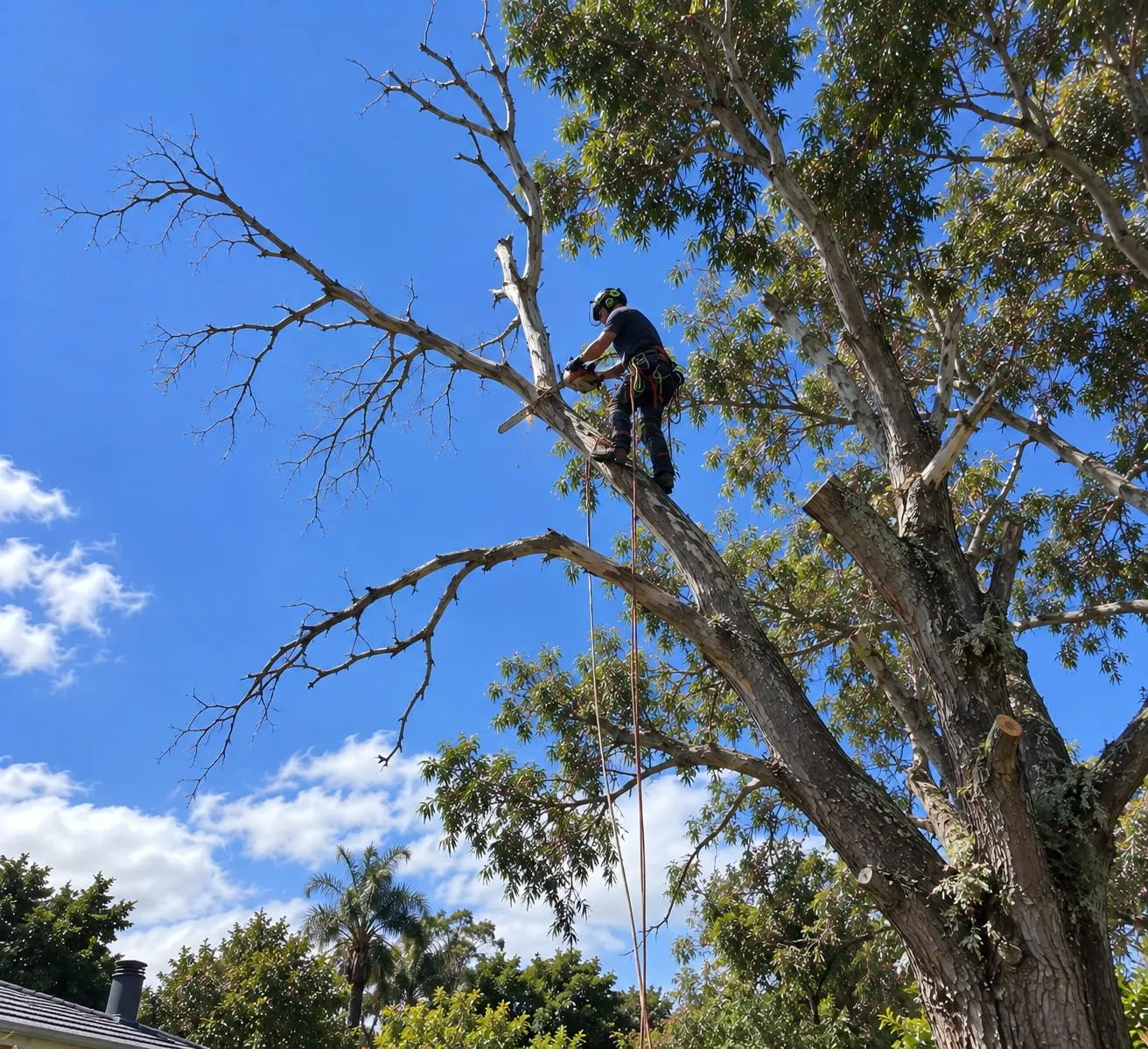 Deadwooding in Hamilton