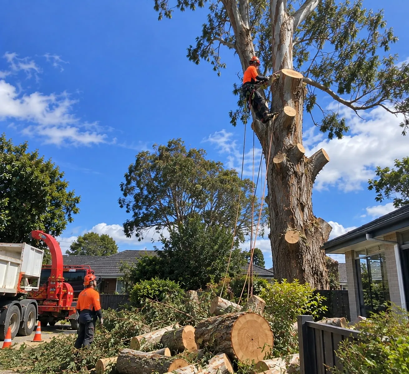 Roadside Tree Work in Hamilton