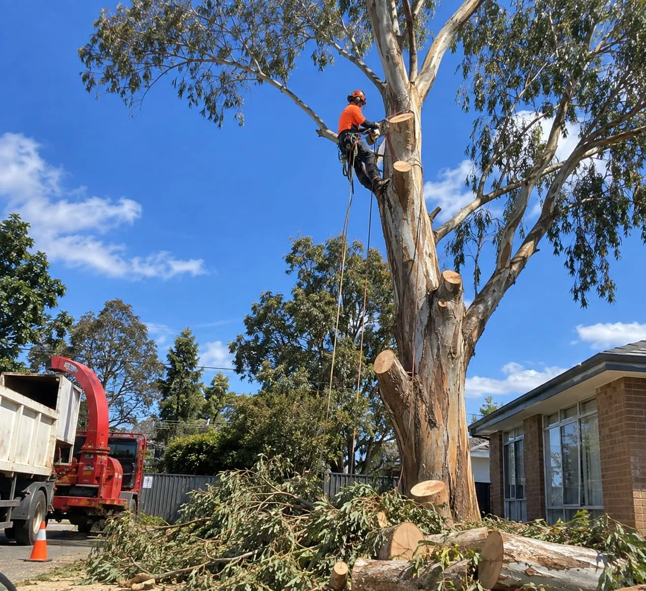 Commercial Tree Removal in Hamilton