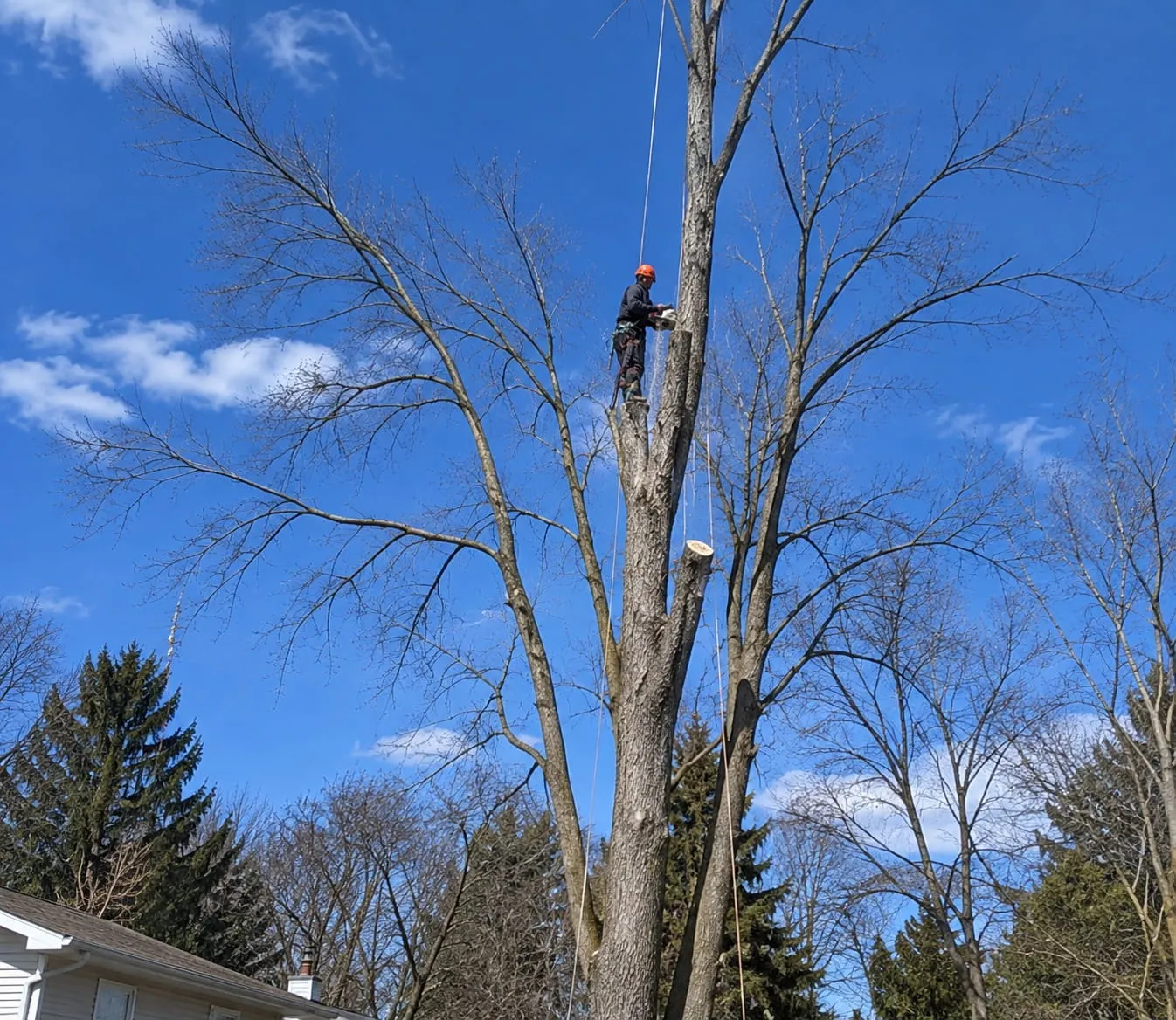 Tree Removal Near Power Lines in Hamilton