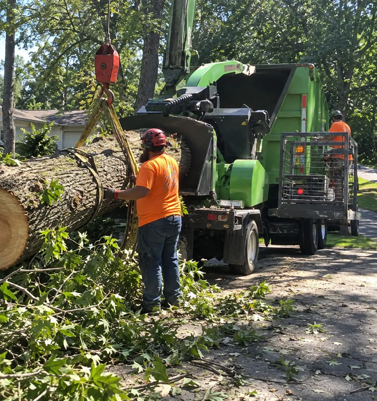 Tree Trimming in Hamilton