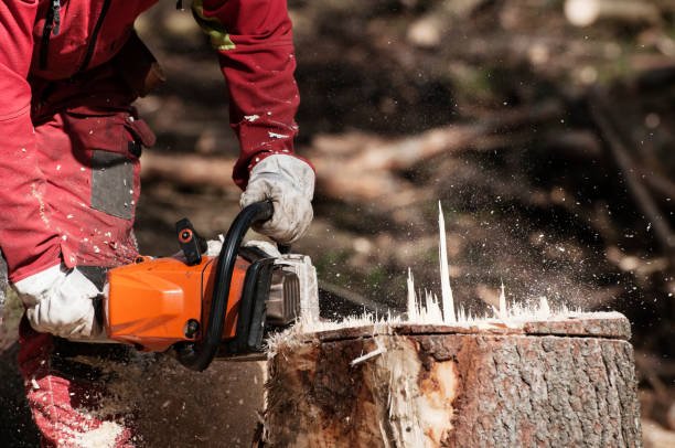 stump removal hamilton